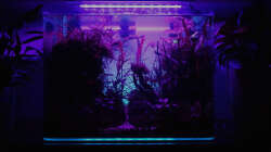 Dekoration im Aquarium Jungle Rock