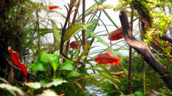 Besatz im Aquarium Jungle Rock