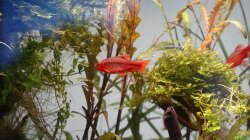 Besatz im Aquarium Jungle Rock