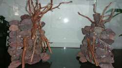 Dekoration im Aquarium Jungle Rock