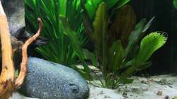 Echinodorus kleiner Bär