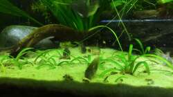 Corydoras Aeneus