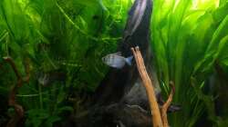 Mangrove u. Moorkien