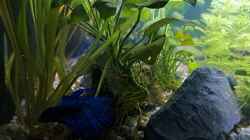 Besatz im Aquarium Betta jungle