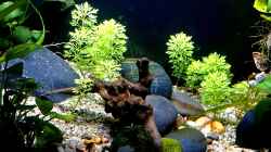 Pflanzen im Aquarium Betta jungle -aufgelöst-