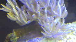 Besatz im Aquarium Blau Nano