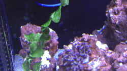 Pflanzen im Aquarium Blau Nano