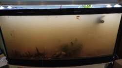 Der Sand war nicht gut genug gewaschen