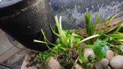 Aquarium Wohnzimmer Vers. 2