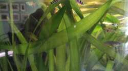 Dornauge noch vor der Umgestaltung