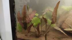 Cryptocoryne wenditii brown