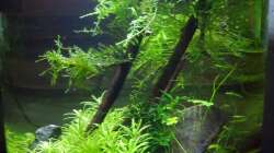 Dekoration im Aquarium Zylindervase