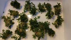 Pflanzenpalette mit Teilstückchen