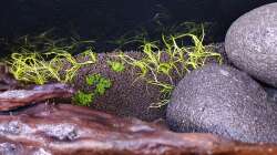 Nach und nach werden Teilstückchen der Pflänzchen eingesetzt