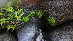 Ein InVitro Töpfchen (Tropica 1-2-Grow! ergibt immer ca 6 Teilstücke. (Teilstücke