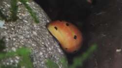 Machen ihrem Namen alle Ehre!