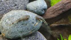 Die Otocinclus affinis sind quirlig und entdeckungsfreudige kleine Kerle