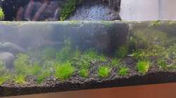 Schwimmpflanzen die gar keine sind :-)