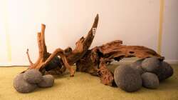 Erste Stellprobe für das Hardscape 