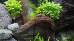 Besatz im Aquarium Projekt grünes Wasserbecken