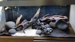 Becken vor Bepflanzung. Dunkelphase für knapp 6 Wochen. Weisse Kiesfläche verbreitert