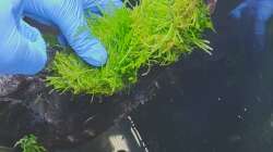 Anbinden des Moos auf Hardscape