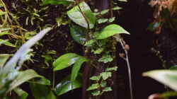 Ficus sagittata und Ficus scandens....beide als Stecklinge gezogen