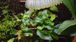 Microgramma vaccinifolium