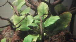Anubias barteri var coffeifolia