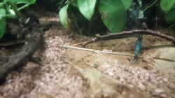 Neocaridina davidi blue velvet