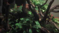 Bucephalandra pygmaea bukit kelam sintang 