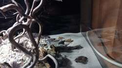 Dekoration im Aquarium 54er Scape / Wood-Stone