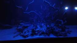 Aquarium 54er Scape / Wood-Stone