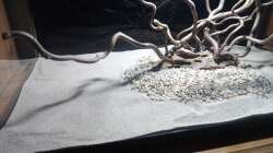 Dekoration im Aquarium 54er Scape / Wood-Stone