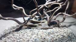 Dekoration im Aquarium 54er Scape / Wood-Stone