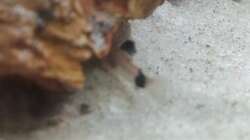 4 Wochen alter C. panda