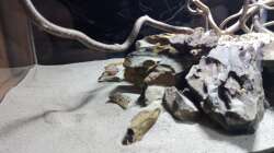 Dekoration im Aquarium 54er Scape / Wood-Stone