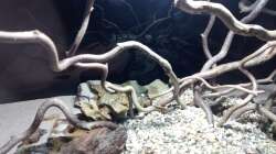Dekoration im Aquarium 54er Scape / Wood-Stone