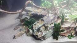 Dekoration im Aquarium 54er Scape / Wood-Stone