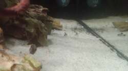 Jungtiere von Corydoras panda 