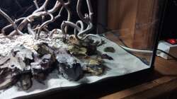 Dekoration im Aquarium 54er Scape / Wood-Stone