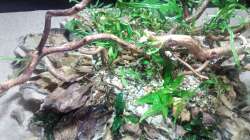 Dekoration im Aquarium 54er Scape / Wood-Stone
