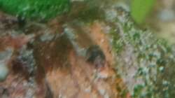 C. panda Jungtier (2 Wochen alt)