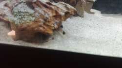 Corydoras panda (4 Wochen alt)