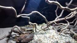 Dekoration im Aquarium 54er Scape / Wood-Stone