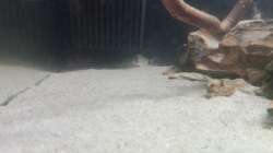 Besatz im Aquarium 54er Scape / Wood-Stone