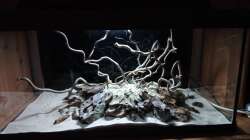 Dekoration im Aquarium 54er Scape / Wood-Stone