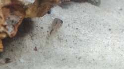 Besatz im Aquarium 54er Scape / Wood-Stone