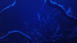 Aquarium 54er Scape / Wood-Stone