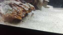 Besatz im Aquarium 54er Scape / Wood-Stone